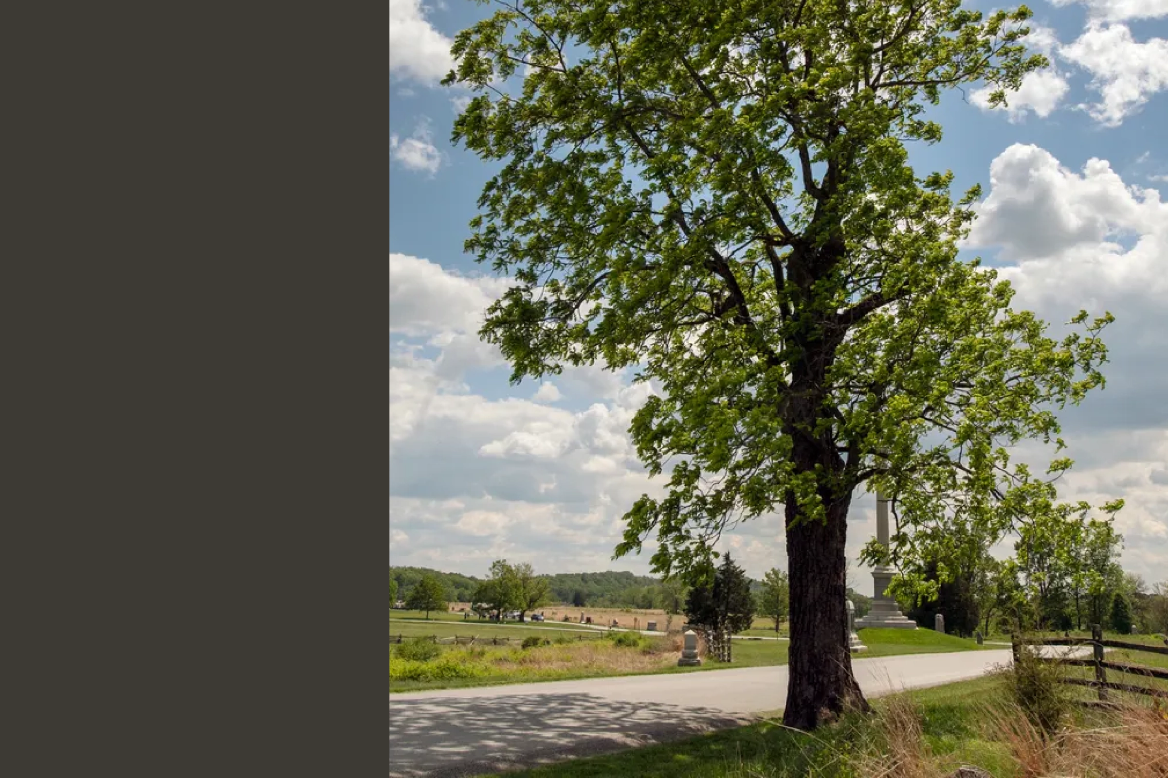 Gettysburg Witness Tree