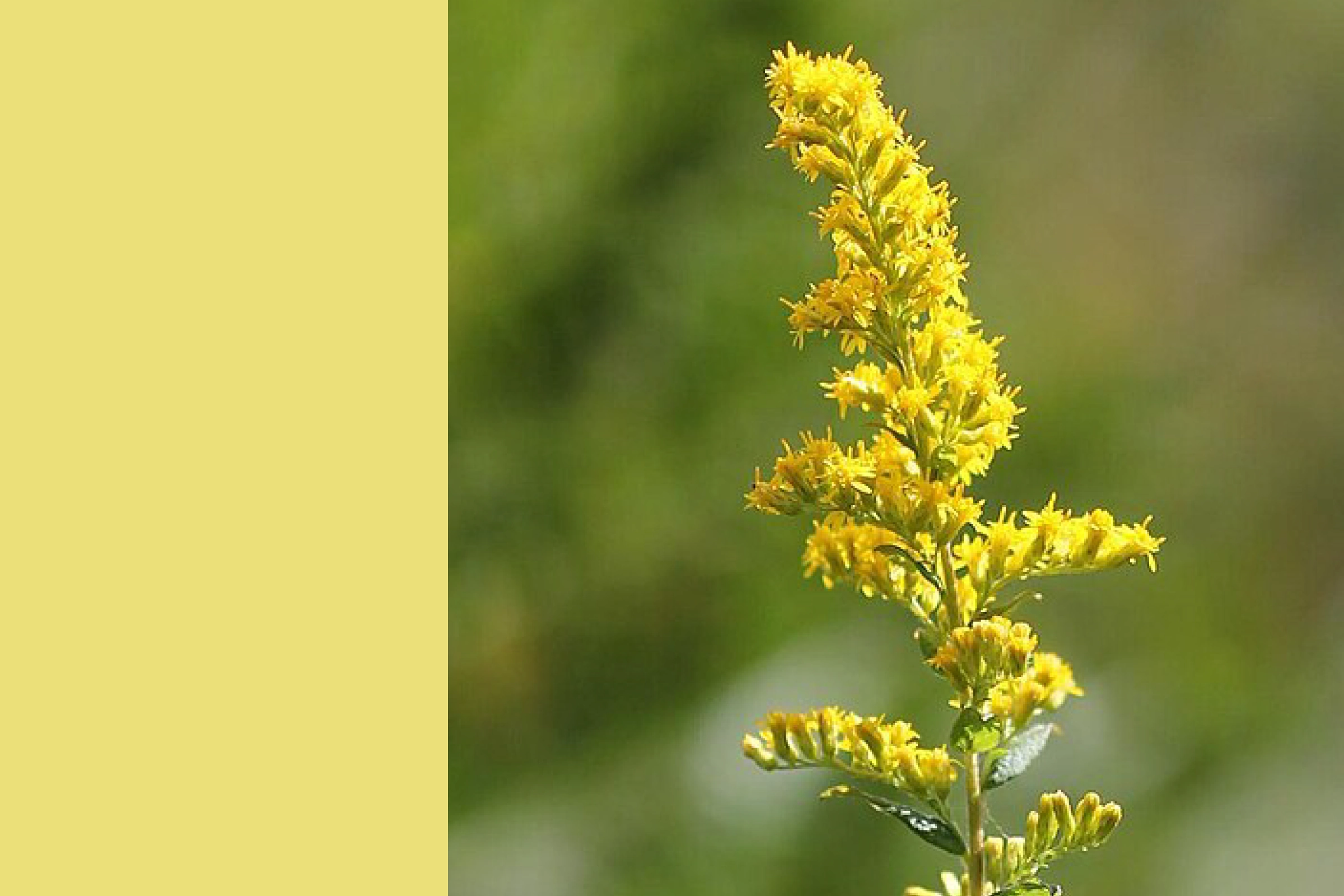 Goldenrod